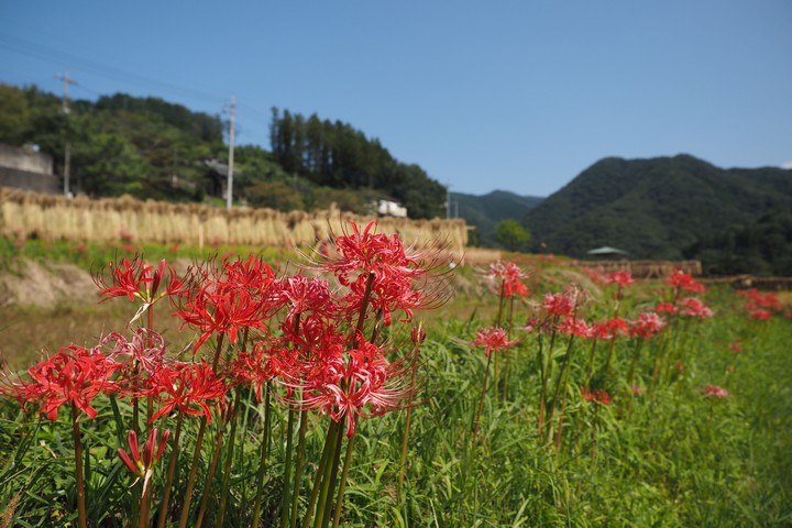寺坂棚田_a0268412_22263964.jpg