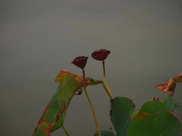 真紅の朝焼けと、カワセミ　’15/09/24_d0048812_1315226.jpg