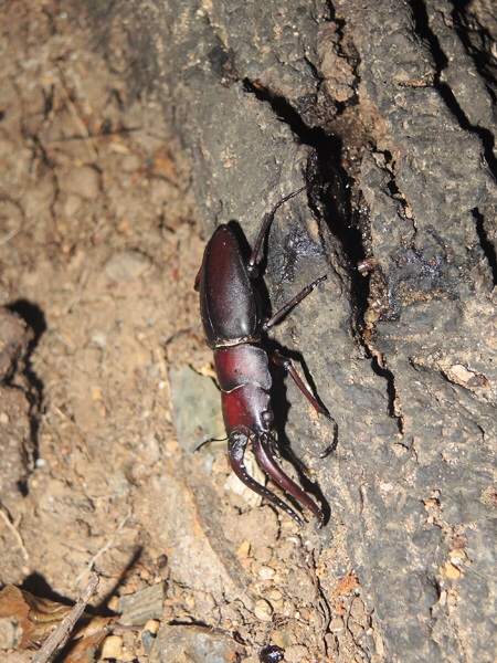 クワガタ樹液採集 19日目  再度チャレンジ  … part2_c0346119_20294131.jpg