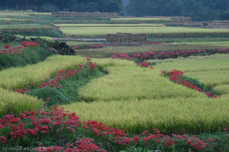 秩父 寺坂棚田 ～曼珠沙華～_d0319222_10404673.jpg