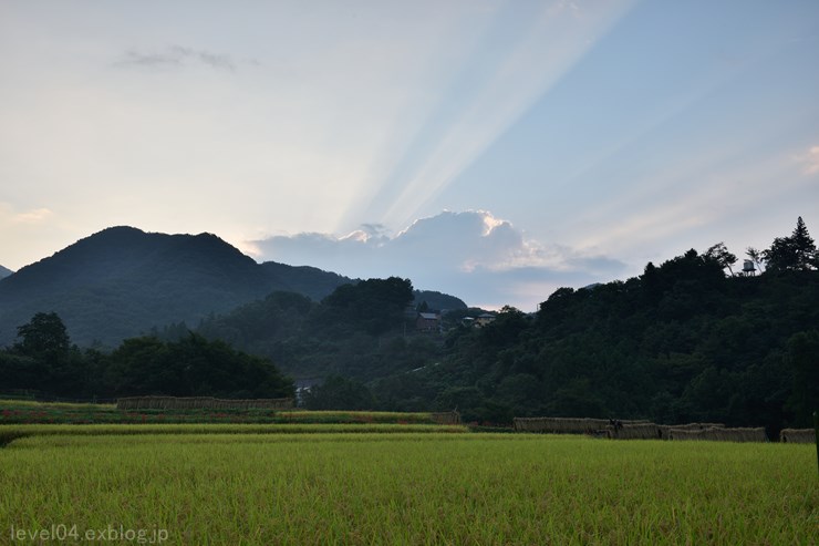 秩父 寺坂棚田 ～曼珠沙華～_d0319222_10405790.jpg