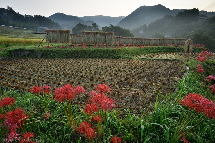 秩父 寺坂棚田 ～曼珠沙華～_d0319222_1041468.jpg