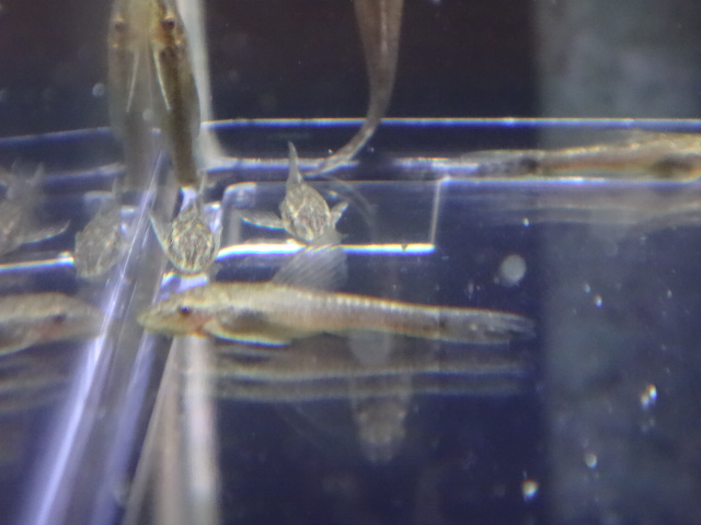 150924　熱帯魚・金魚・水草・観葉植物_f0189122_13103329.jpg