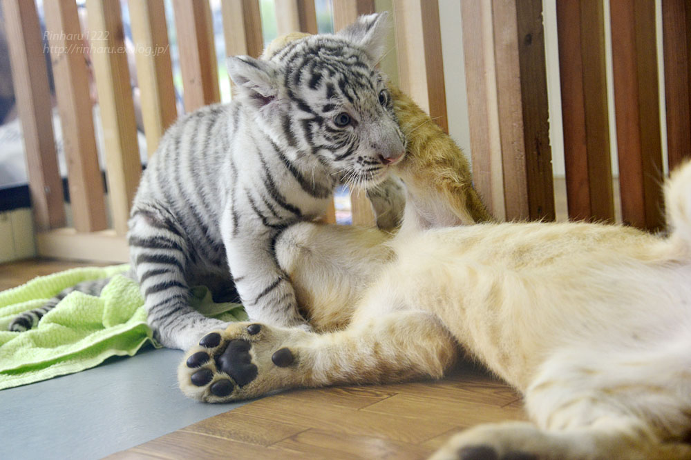 2015.9.5 那須サファリパーク☆ホワイトタイガーのマハロとライオンののぞむ【White tiger & lion babies】_f0250322_22221949.jpg