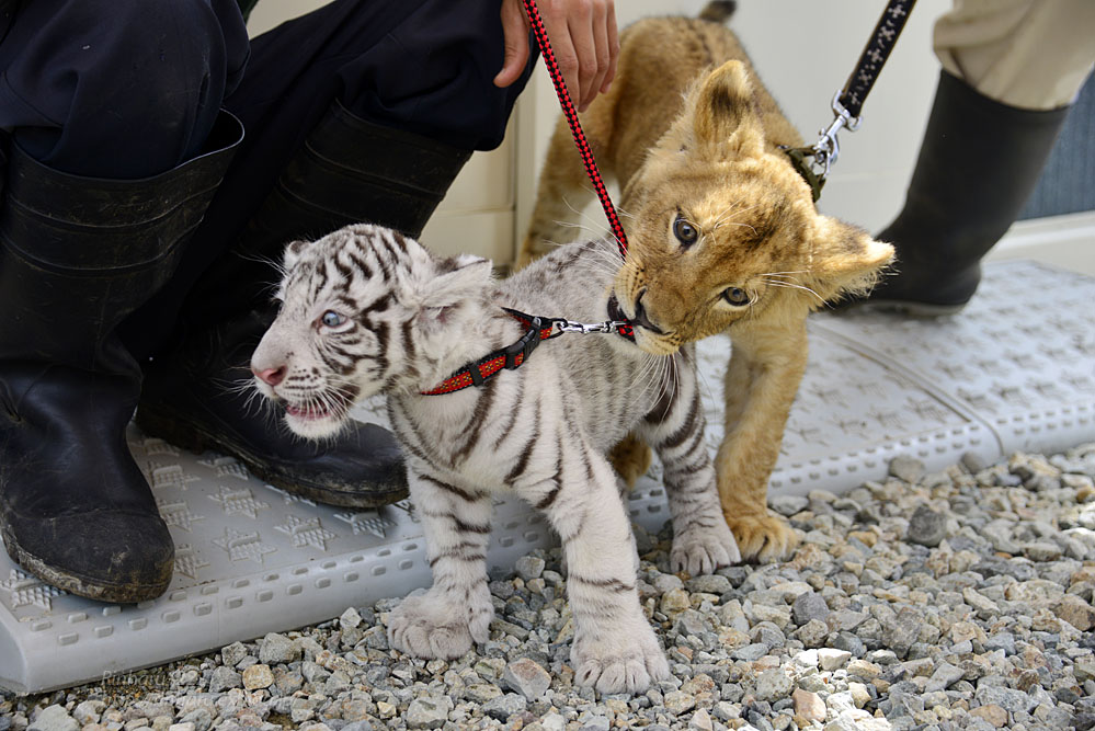 2015.9.5 那須サファリパーク☆ホワイトタイガーのマハロとライオンののぞむ【White tiger & lion babies】_f0250322_22222284.jpg