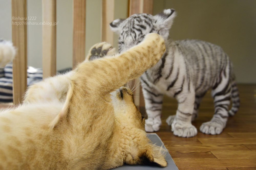 2015.9.5 那須サファリパーク☆ホワイトタイガーのマハロとライオンののぞむ【White tiger & lion babies】_f0250322_22224123.jpg