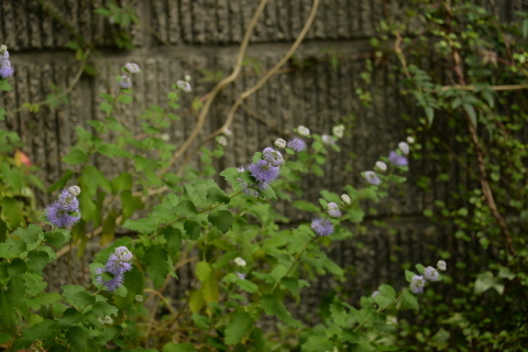 e0335926_20195211.jpg