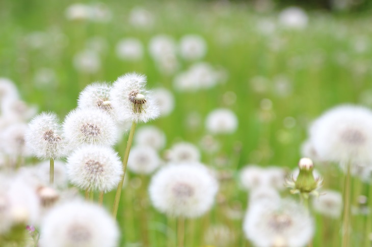 野の花巡り_f0118426_00350232.jpg