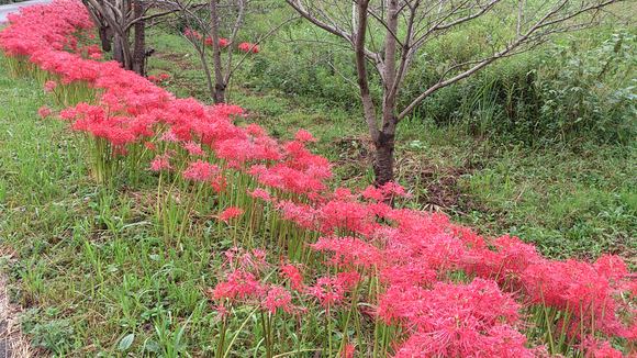 やはり彼岸に_e0305733_11312074.jpg