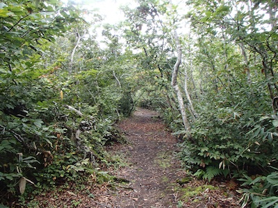 e0156534_20224690.jpg