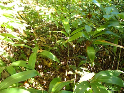e0156534_20284686.jpg