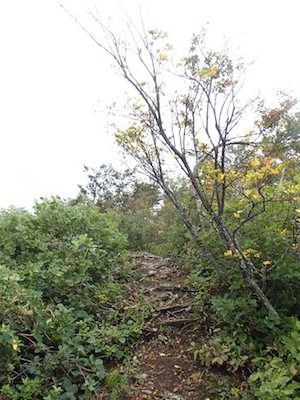 e0156534_20433934.jpg