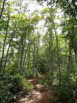 e0156534_20435933.jpg