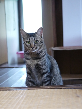 猫のお留守番 ミミ子ちゃんソラ男くん編。_a0143140_16592837.jpg