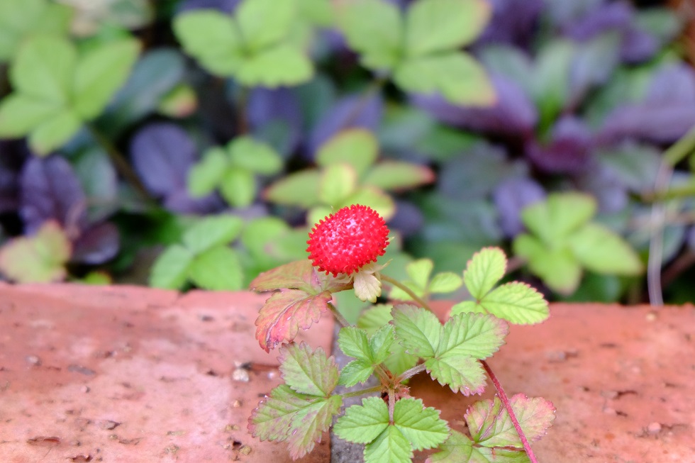 c0298740_22573291.jpg