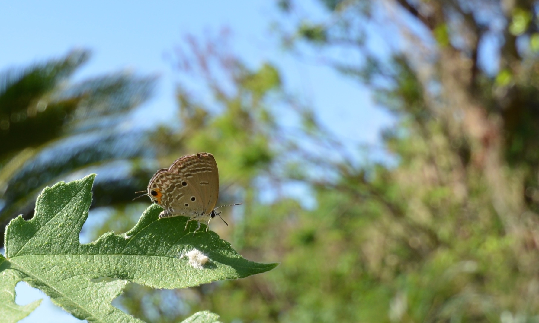 シルバーウィーク　　in　竹富島_d0285540_17033639.jpg