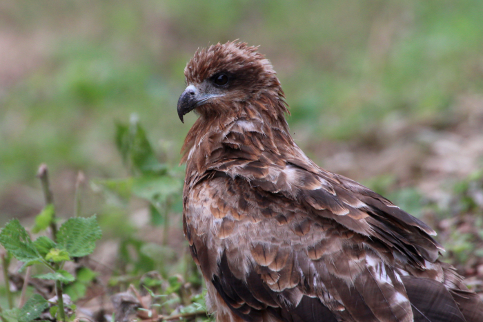 2015.9.24 早くも冬の使者・里山公園・コガモ他（A winter messenger comes early）_c0269342_23424575.jpeg