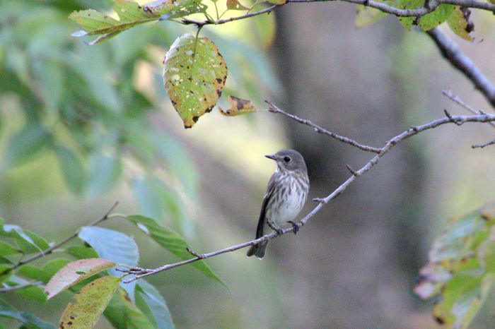 2015.9.24 早くも冬の使者・里山公園・コガモ他（A winter messenger comes early）_c0269342_23574560.jpeg