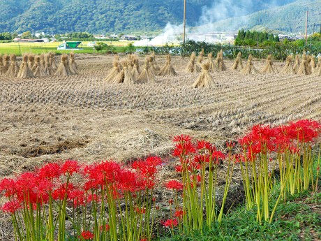 彼岸花咲く嵯峨野_c0057946_2118445.jpg