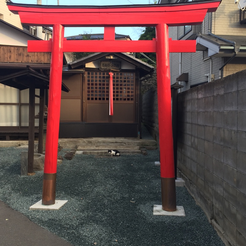 比較的若年層ほど,心房細動が認知症発症により強く関与:JAMA-N誌_a0119856_22113910.jpg