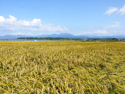 砂田米 さぁ!黄金色に色づき始め、稲穂が頭を垂れてきました!まもなく稲刈りです!!_a0254656_18395034.jpg