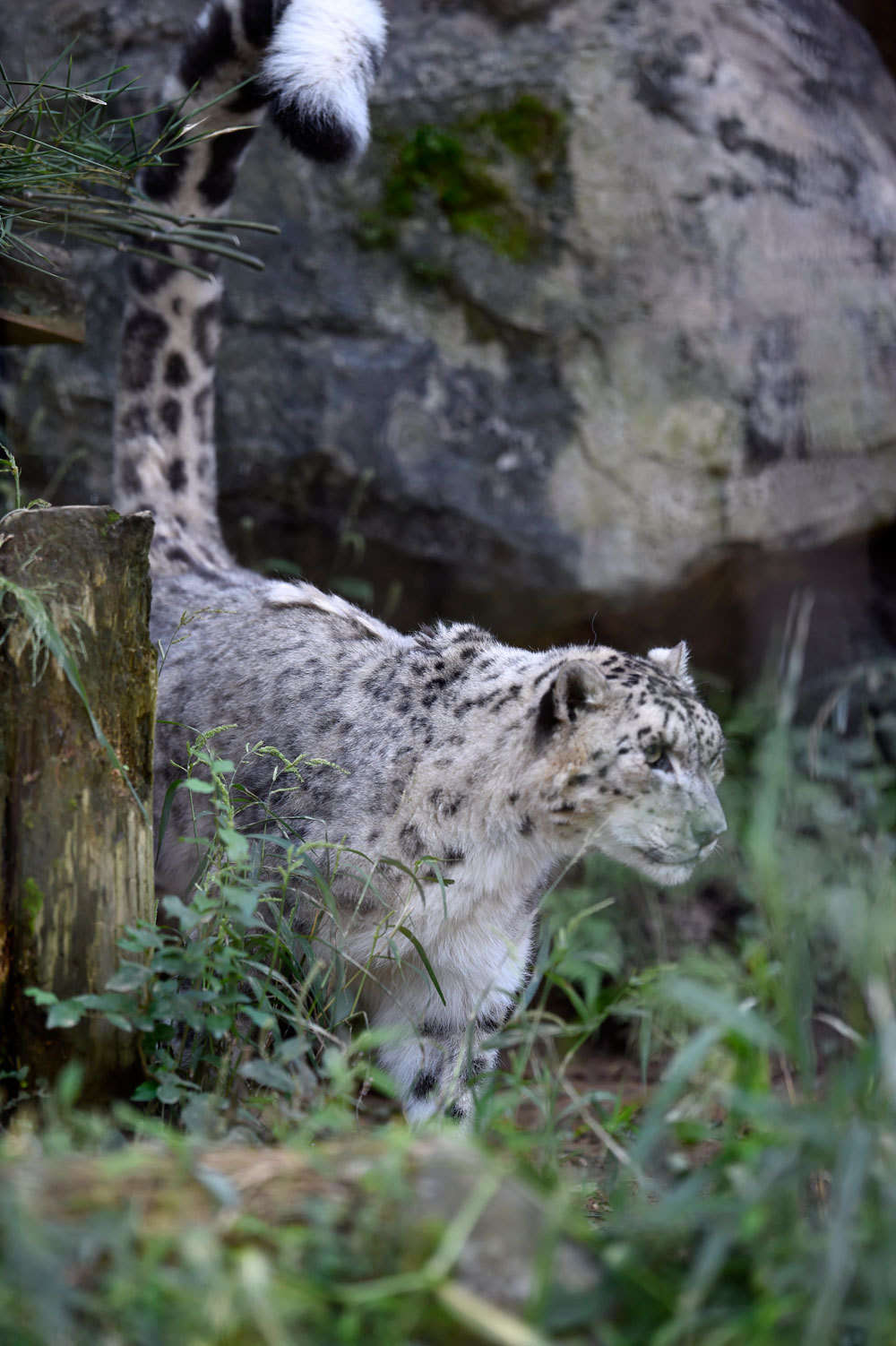 尻尾がユキヒョウでしょ 動物園へ行こう