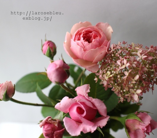 ピンクアナベルとピンクの薔薇たち La Rose 薔薇の庭 ピンクアナベルとピンクの薔薇たち La Rose 薔薇の庭