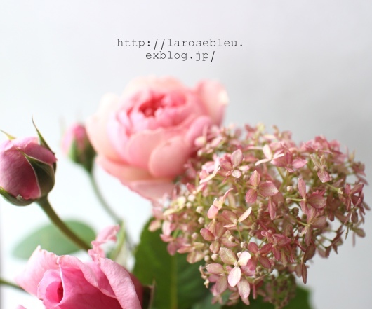 ピンクアナベルとピンクの薔薇たち La Rose 薔薇の庭 ピンクアナベルとピンクの薔薇たち La Rose 薔薇の庭