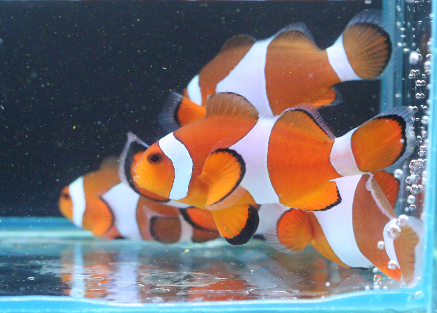 フィリピン マニラ便 ビーボックスアクアリウム 海水魚 サンゴ情報 フィリピン マニラ便 ビーボックスアクアリウム 海水魚 サンゴ情報