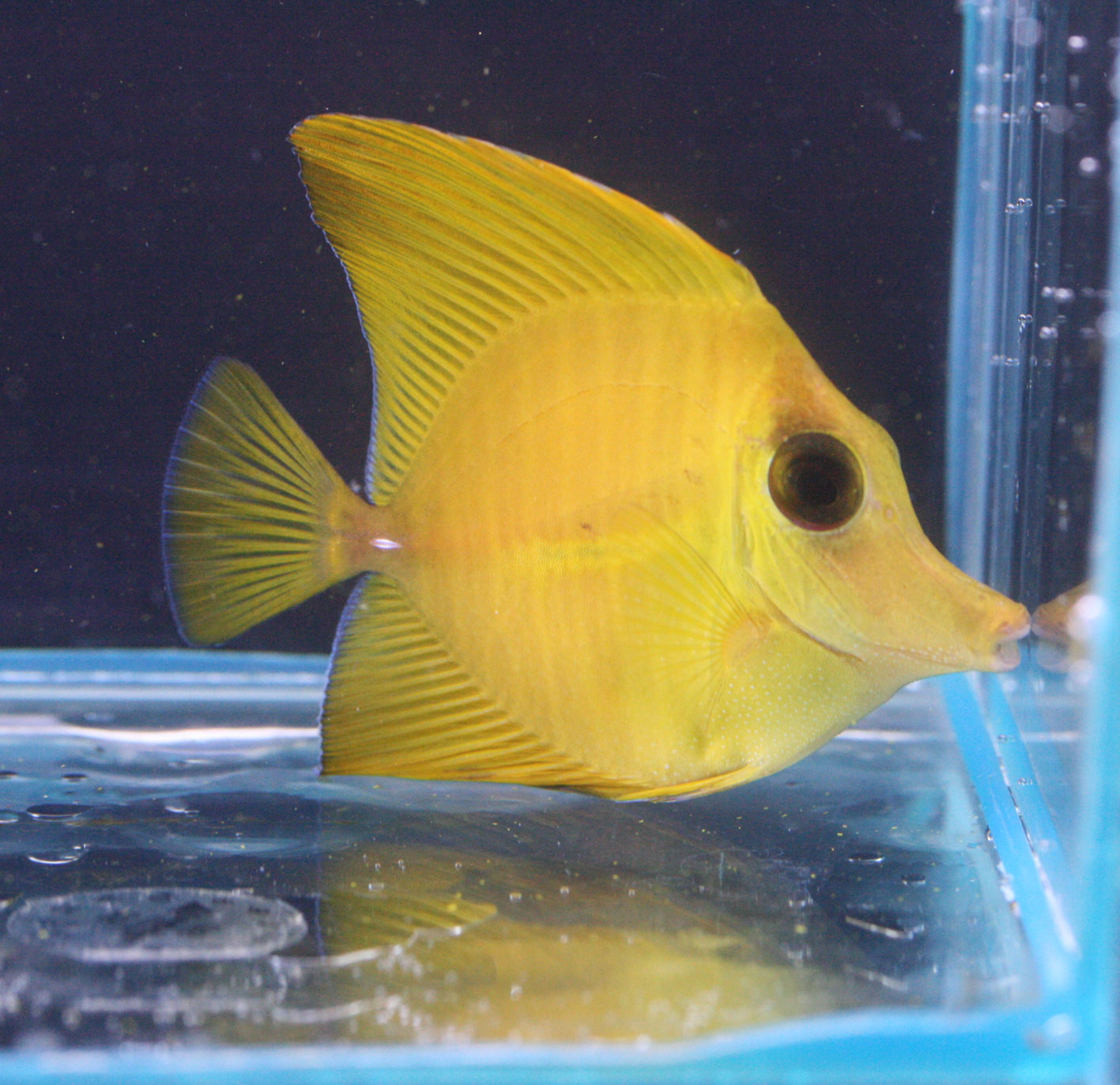 キイロハギ×ゴマハギ ハイブリッド個体 ゴマハギ黄色化個体