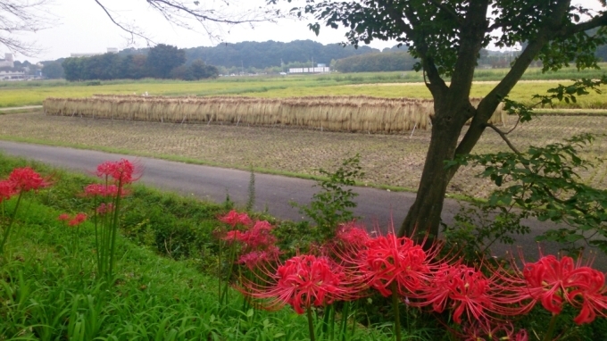 見沼田んぼの彼岸花_d0116059_22110360.jpg