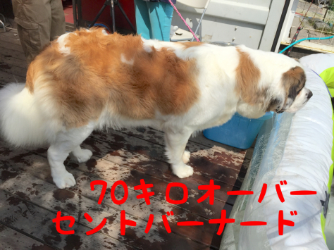 ひょうごアニマルサークルへ ニューファンドランド Rikiがゆく
