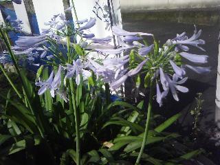 アガパンサス属_f0150767_14195887.jpg