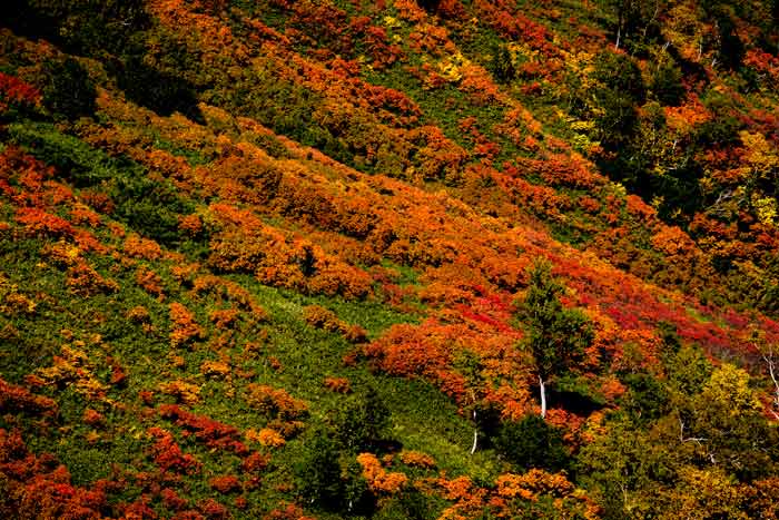 銀泉台　紅葉_c0153969_20192546.jpg