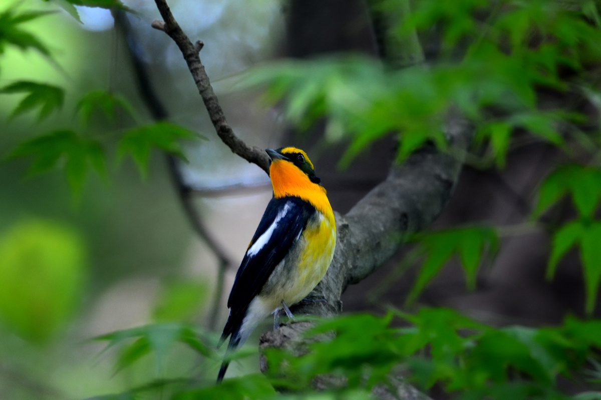 渡りの小鳥 Ⅵ キビタキファミリー(?) メボソムシクイ_f0053272_1053123.jpg