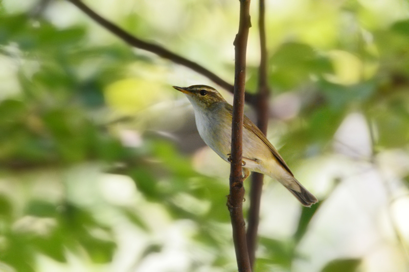 渡りの小鳥 Ⅵ キビタキファミリー(?) メボソムシクイ_f0053272_10581970.jpg