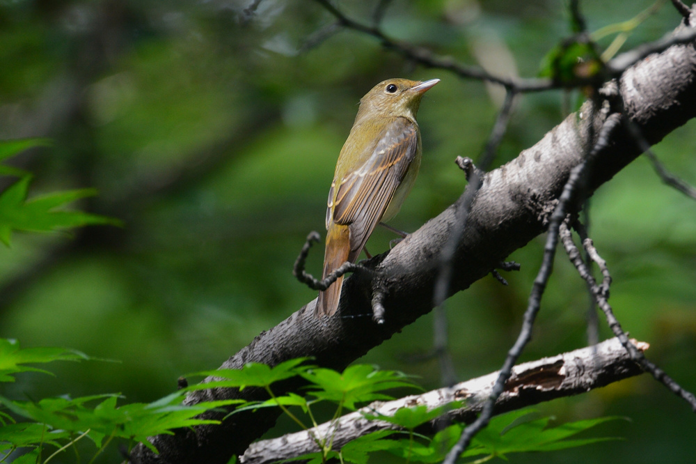 渡りの小鳥 Ⅵ キビタキファミリー(?) メボソムシクイ_f0053272_11183531.jpg