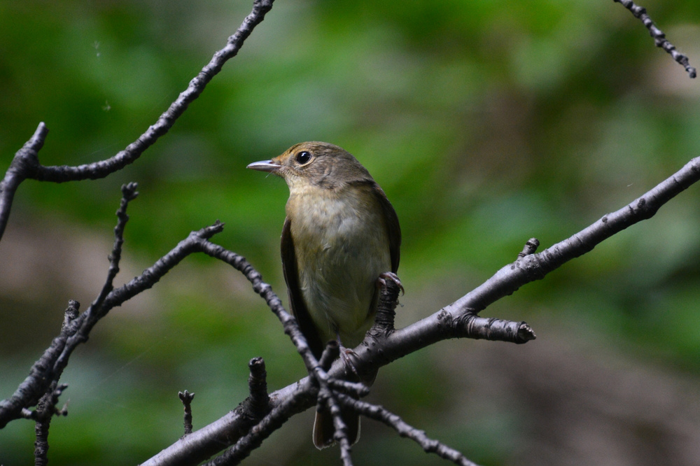 渡りの小鳥 Ⅵ キビタキファミリー(?) メボソムシクイ_f0053272_11225853.jpg