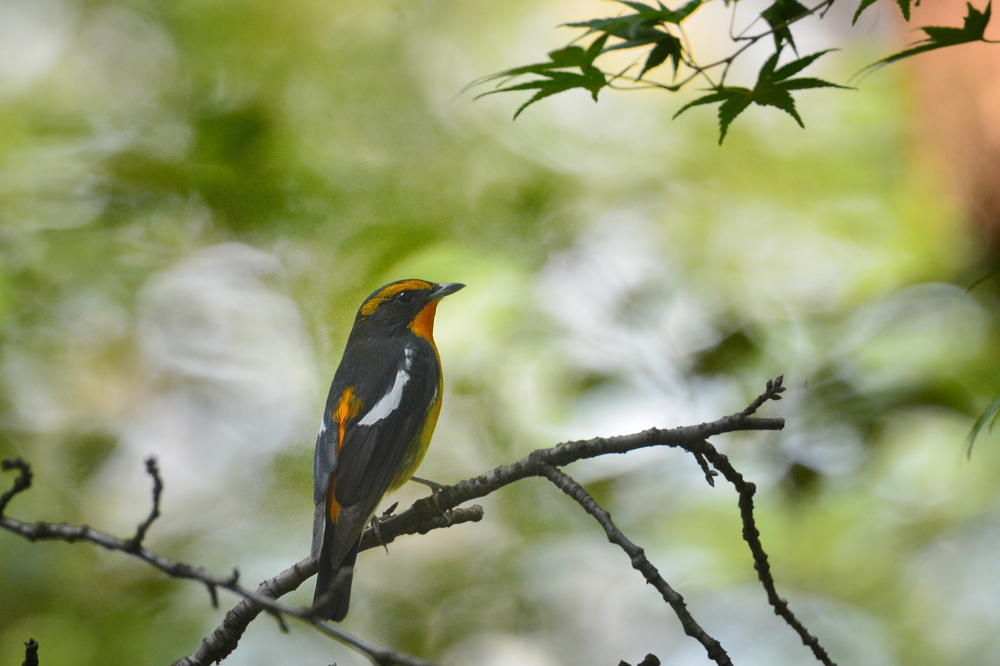 渡りの小鳥 Ⅵ キビタキファミリー(?) メボソムシクイ_f0053272_1184784.jpg