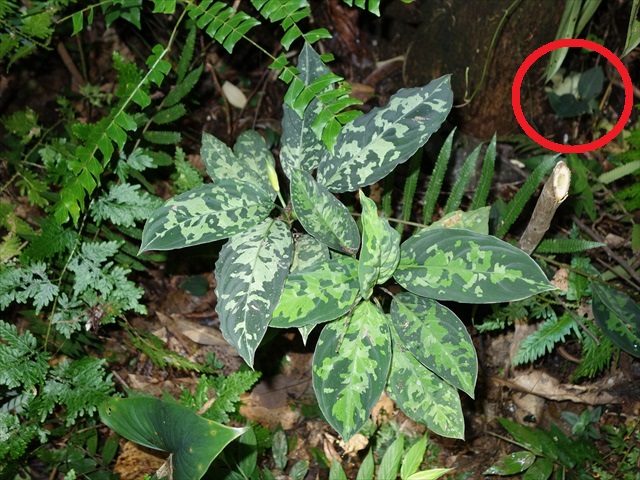 Aglaonema pictum\"親衛隊\"BGW from Sibolga【AZ0415-1b】_a0067578_1648986.jpg