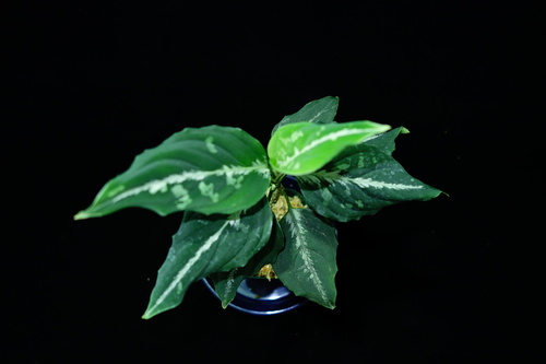 Aglaonema pictum\"親衛隊\"BGW from Sibolga【AZ0415-1b】_a0067578_1651401.jpg