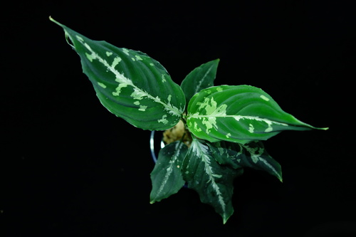 Aglaonema pictum\"親衛隊\"BGW from Sibolga【AZ0415-1b】_a0067578_1652113.jpg