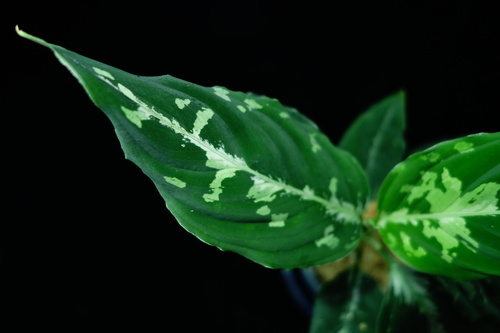 Aglaonema pictum\"親衛隊\"BGW from Sibolga【AZ0415-1b】_a0067578_16521157.jpg