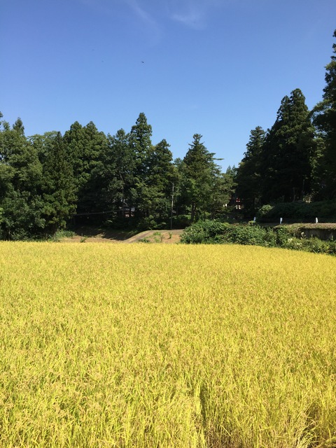 稲刈り日和_d0182179_17565530.jpg