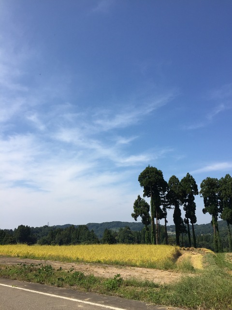 稲刈り日和_d0182179_1758064.jpg