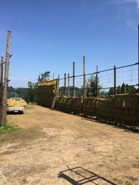 稲刈り日和_d0182179_1804015.jpg