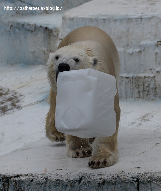 ２０１５年８月　天王寺動物園　その３　イッちゃん aka Shilka　611日齢_a0052986_2345237.jpg