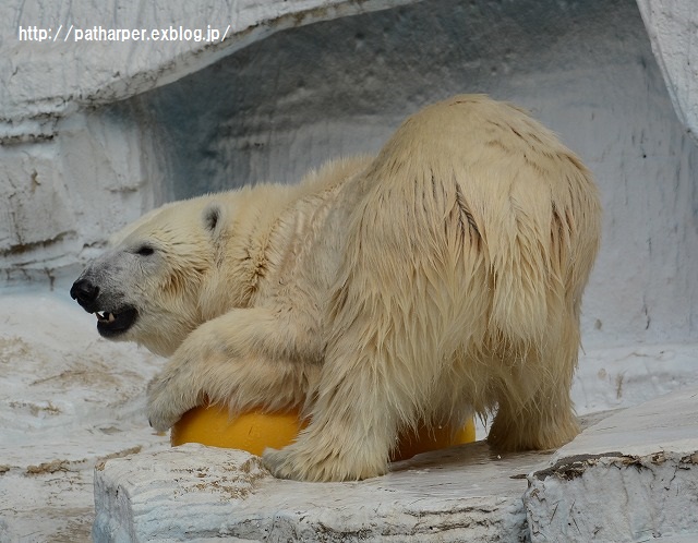 ２０１５年８月　天王寺動物園　その３　イッちゃん aka Shilka　611日齢_a0052986_2353859.jpg