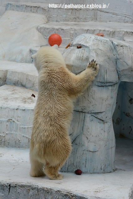 ２０１５年８月　天王寺動物園　その３　イッちゃん aka Shilka　611日齢_a0052986_73716.jpg