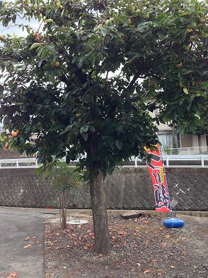 静岡県裾野市：豚骨ラーメン「麺工房　海練（うねり）」♪個性的な麺もある美味しいラーメン屋さん♪_c0014187_21193718.jpg